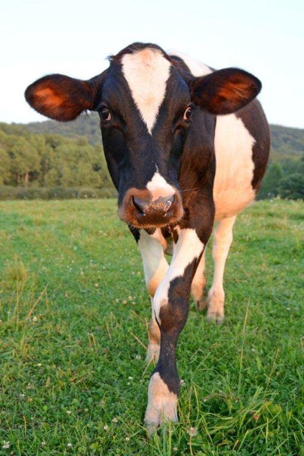 Michael from Farm Sanctuary