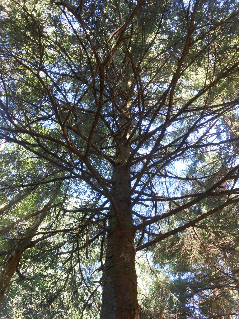 Vegan Camping with a Toddler and Neurotic Dog // Be Sol-Ful